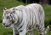 White tiger mauls zookeeper to death in Japan. WHITE TIGER KILLS ZOOKEEPER